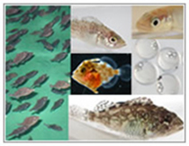 生産魚種一覧